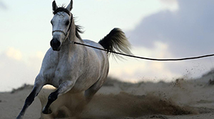 Regulations governing the performances of the beauty of horses