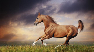 What scientists have discovered in the most beautiful horse in the world