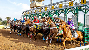 What distinguishes Saudi horse racing?