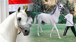 Horse Breeds in the Arab Republic of Egypt