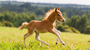 صغير الحصان