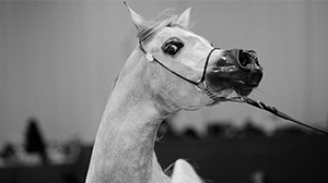 Beauty of Arabian horses 